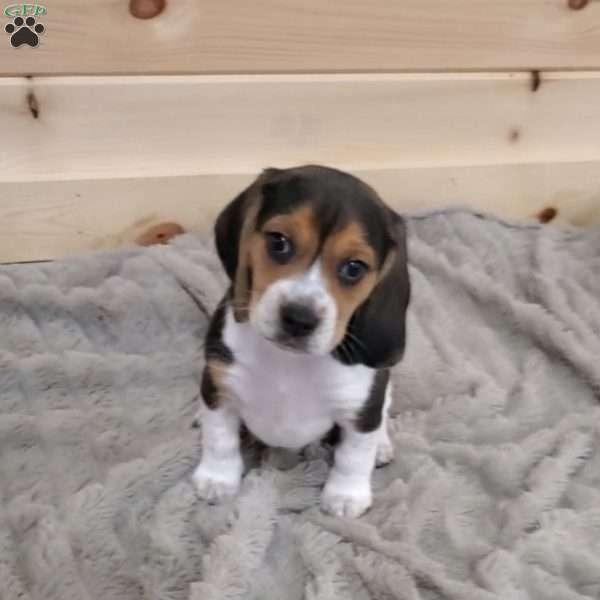 Scout, Beagle Puppy